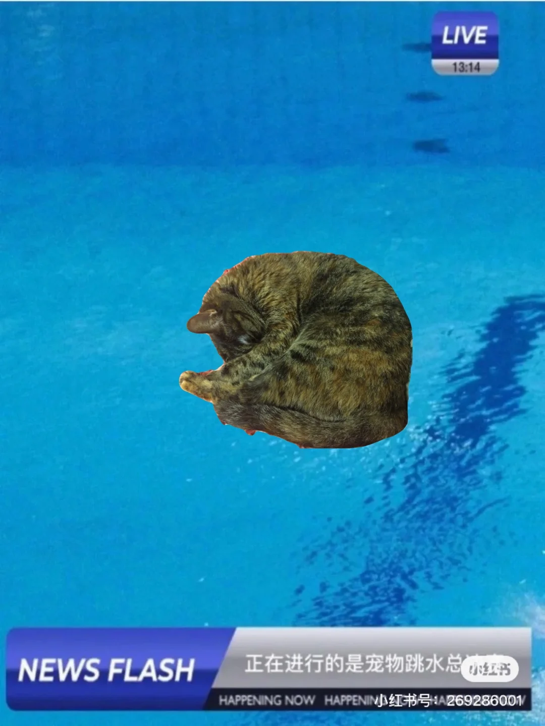 芬兰运动员赢得跳水比赛金牌